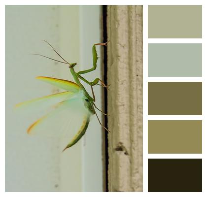 Mantis Insects Praying Mantis Image